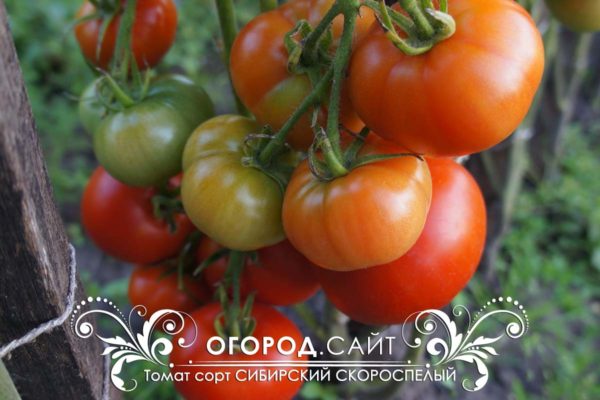 советские сорта томатов
